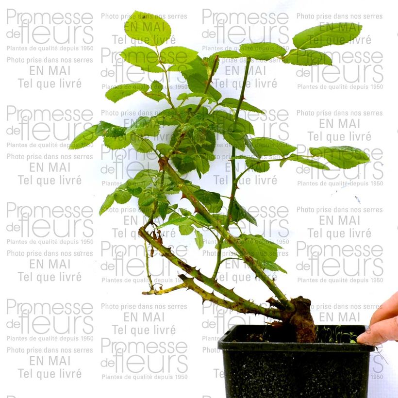 Example of Rosa Schwarze Madonna - Edelrose Topf mit 4L/5L as you get