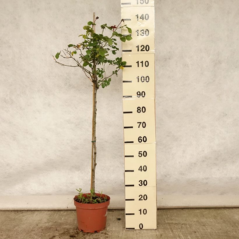 Exemplar von Stammrose David Austin Gabriel Oak Topf mit 4L/5L, Stamm wie im Sommer geliefert