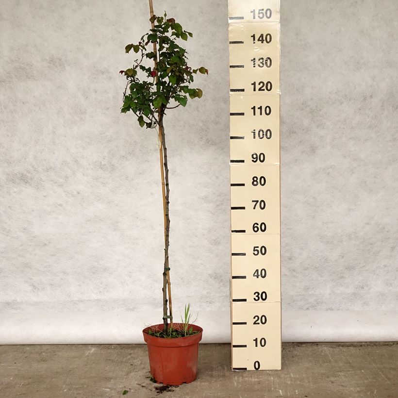 Exemplar von Stammrose David Austin Gabriel Oak Topf mit 4L/5L, Stamm wie im Frühjahr geliefert