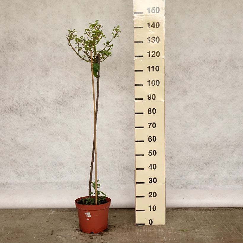 Example of Stammrose Ballerina Topf mit 7,5L/10L, Stamm as you get in printemps