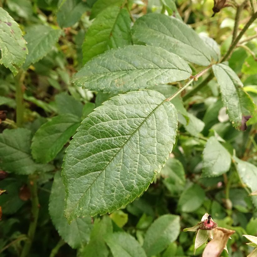 Stammrose Ballerina (Foliage)