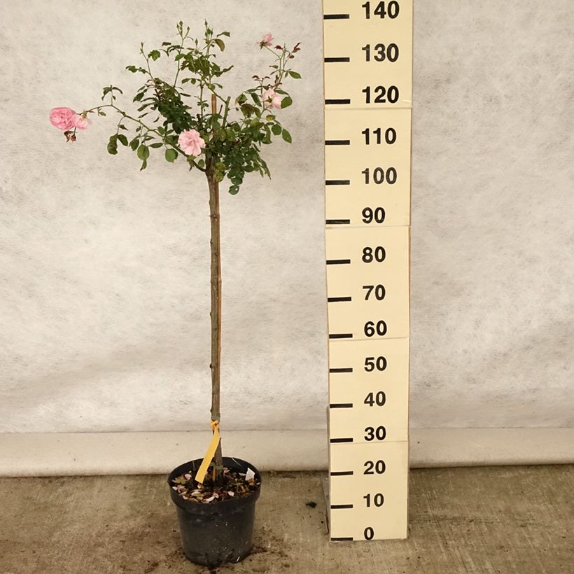 Exemplar von Stammrose Bonica Topf mit 7,5L/10L, Stamm wie im Sommer geliefert