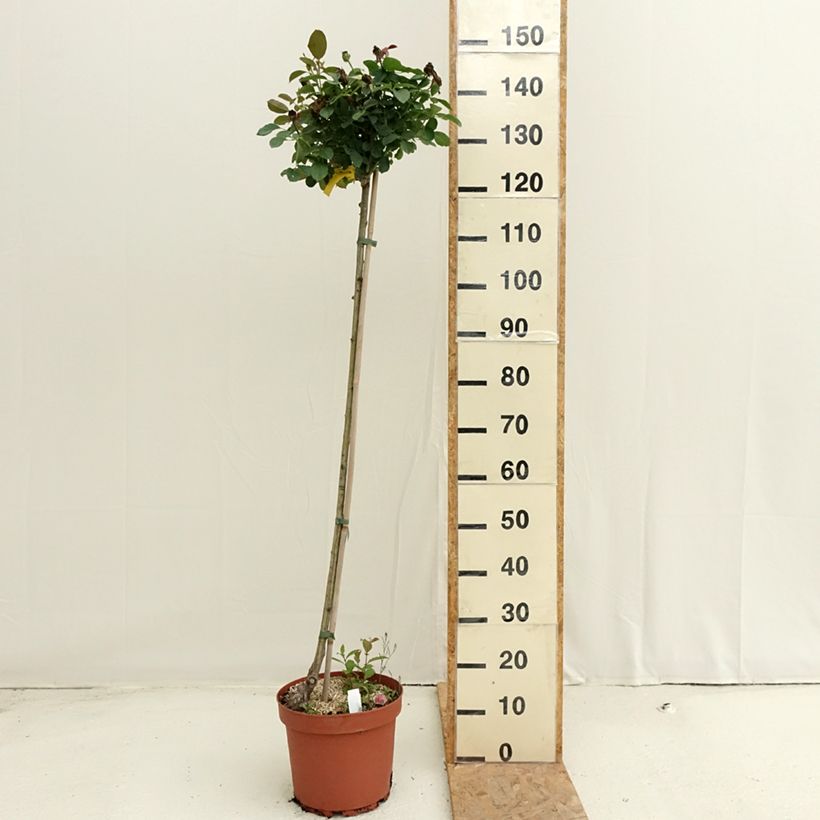 Exemplar von Stammrose Côté jardin Orapent Topf mit 7,5L/10L, Stamm wie im Sommer geliefert