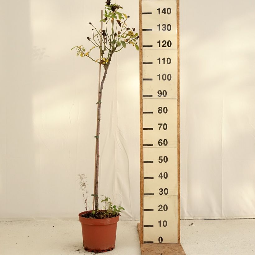 Exemplar von Stammrose Côté jardin Orapent Topf mit 7,5L/10L, Stamm wie im Herbst geliefert