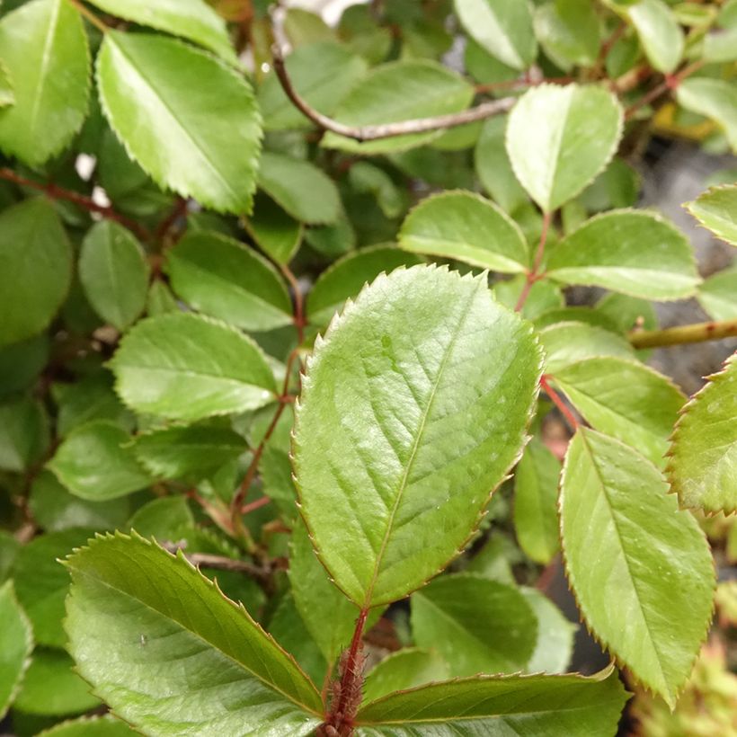 Stammrose Côté jardin Orapent (Foliage)