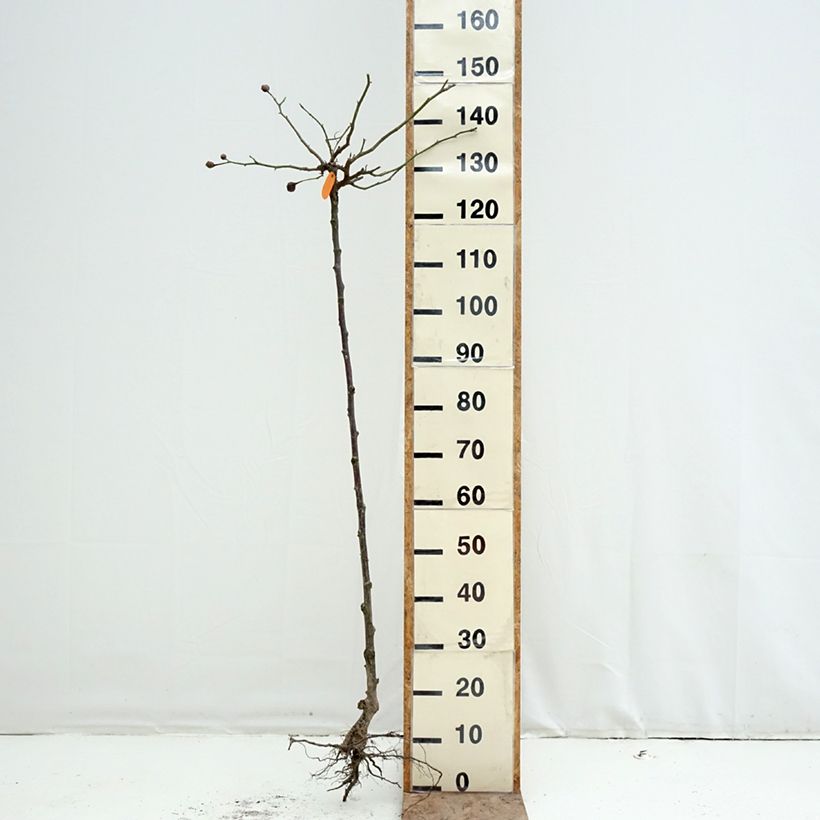 Exemplar von Stammrose Cyclamen Pierre de Ronsard Wurzelnackt, Stamm wie im Winter geliefert