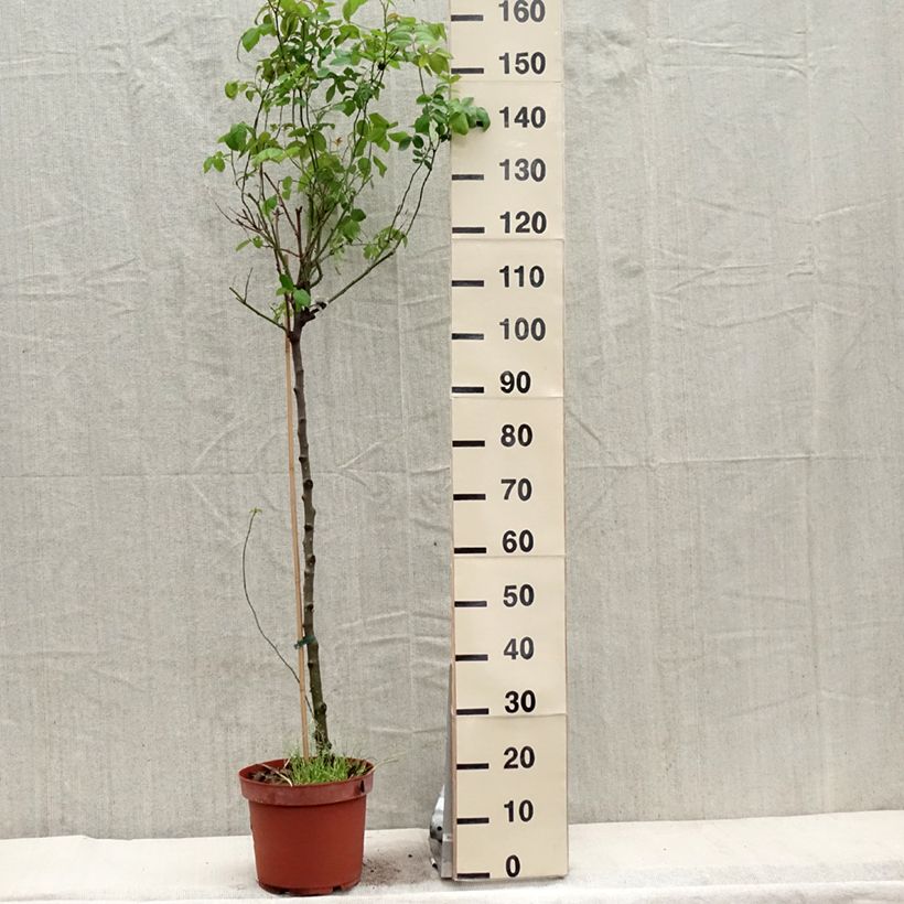 Exemplar von Stammrose David Austin Claire Austin Topf mit 7,5L/10L, Stamm wie im Frühjahr geliefert