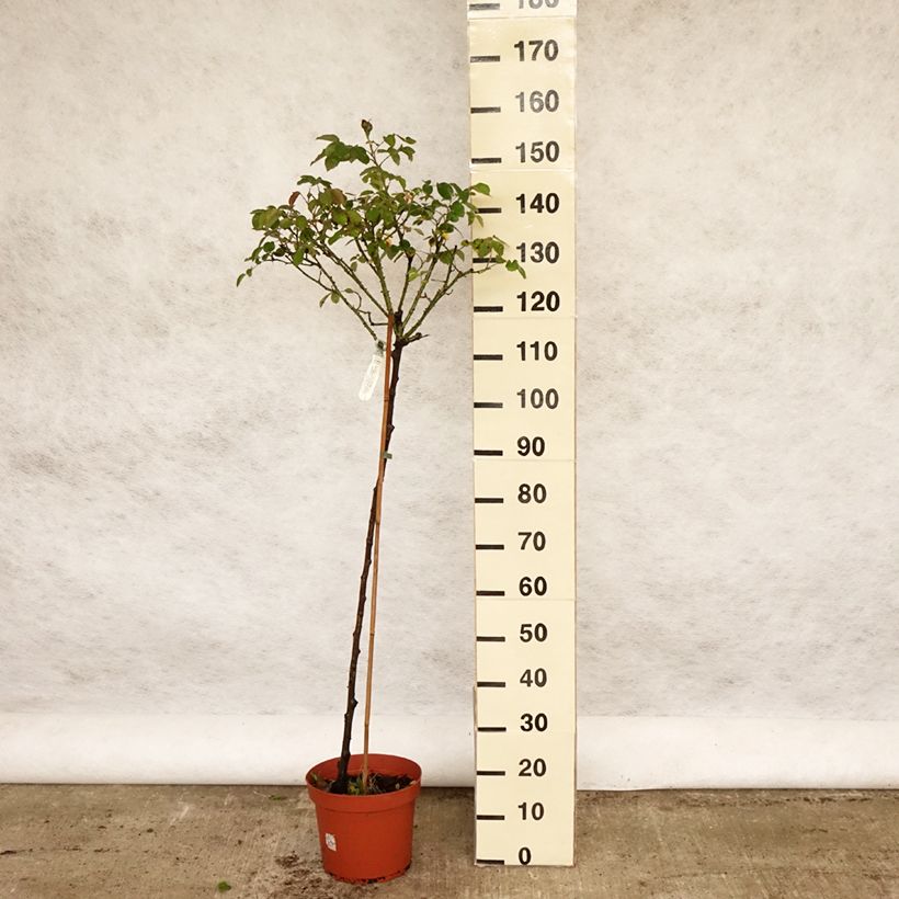 Exemplar von Stammrose David Austin Darcey Bussel Topf mit 7,5L/10L, Stamm wie im Frühjahr geliefert