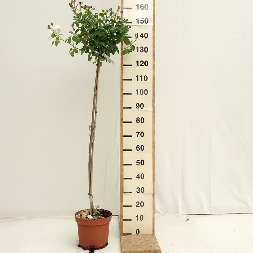 Exemplar von Stammrose David Austin Desdemona Topf mit 7,5L/10L, Stamm wie im Sommer geliefert