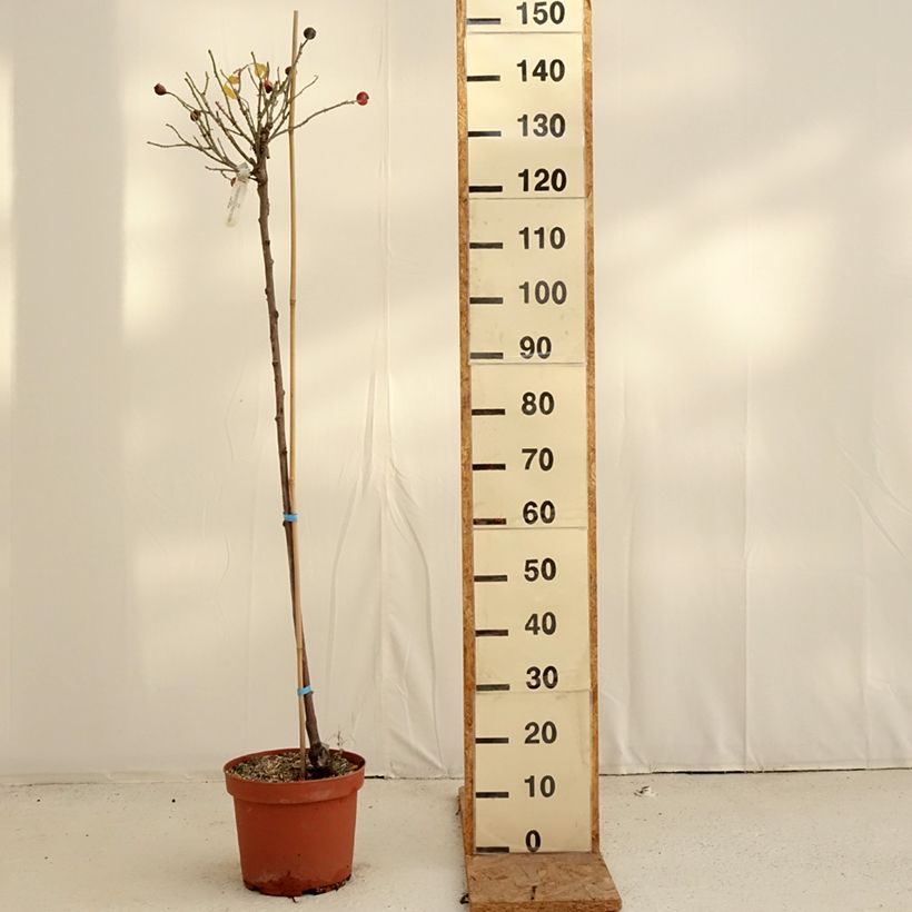 Exemplar von Stammrose David Austin Gertrude Jekyll Topf mit 7,5L/10L, Stamm wie im Herbst geliefert