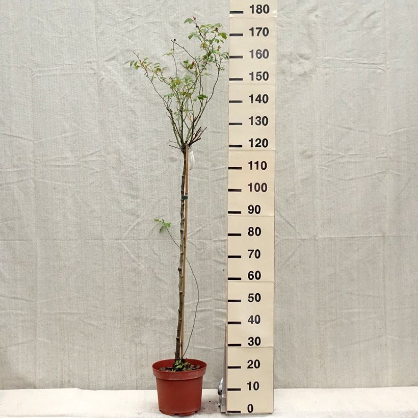 Exemplar von Stammrose David Austin Lady Of Shalott Topf mit 4L/5L, Stamm wie im Frühjahr geliefert