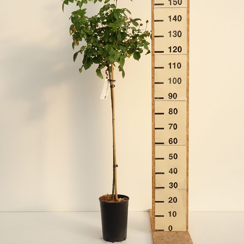 Exemplar von Stammrose David Austin Olivia Rose Austin Topf mit 7,5L/10L, Stamm wie im Sommer geliefert