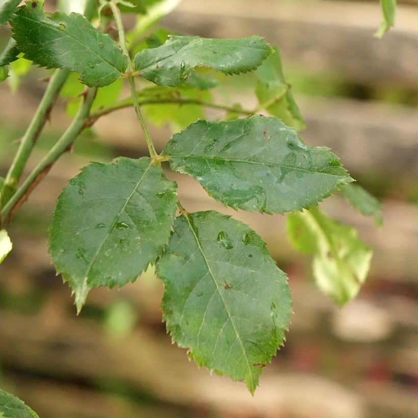 Stammrose Calizia (Laub)