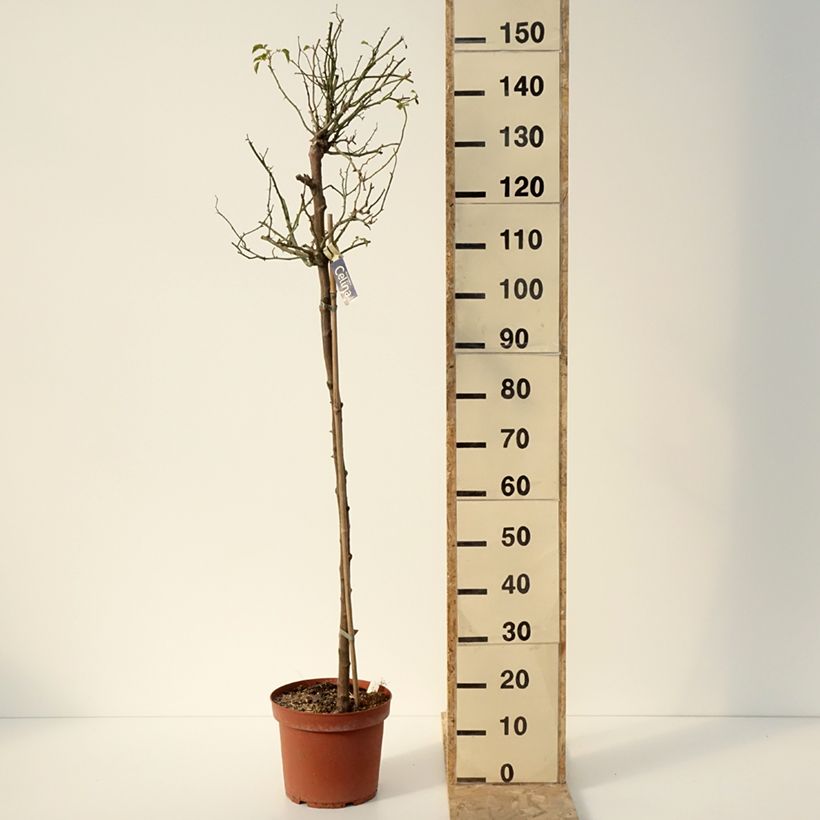 Exemplar von Stammrose Celina Topf mit 7,5L/10L, Stamm wie im Winter geliefert