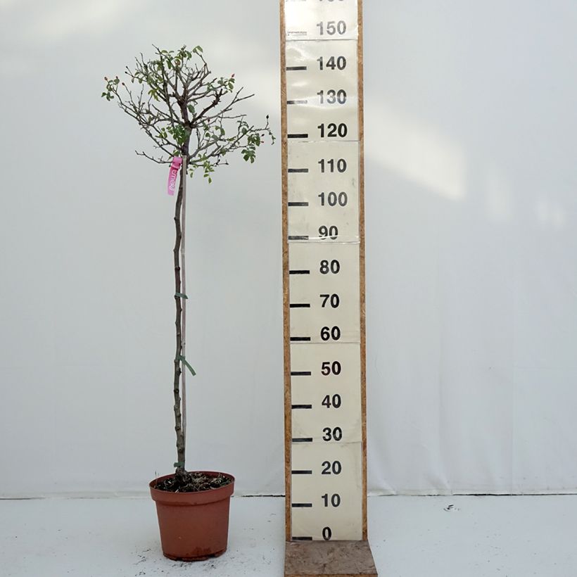 Example of Stammrose Stammrose Heidetraum (Emera) Topf mit 7,5L/10L, Stamm as you get in hiver