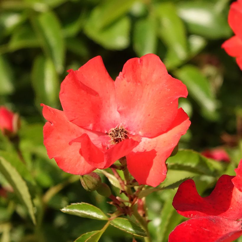 Stammrose Isalia (Flowering)