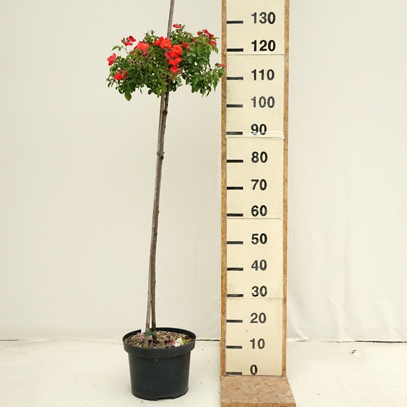 Exemplar von Stammrose Isalia Topf mit 7,5L/10L, Stamm wie im Sommer geliefert