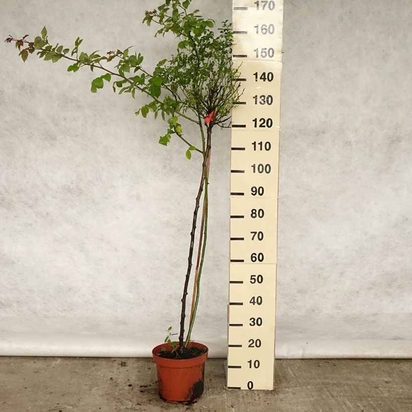 Example of Stammrose Isalia Topf mit 7,5L/10L, Stamm as you get in printemps