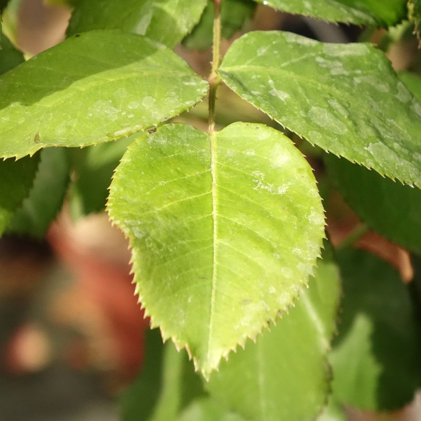 Stammrose Dominica Intercomdoor (Laub)