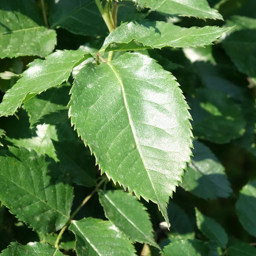 Stammrose Friesia Koresia (Foliage)