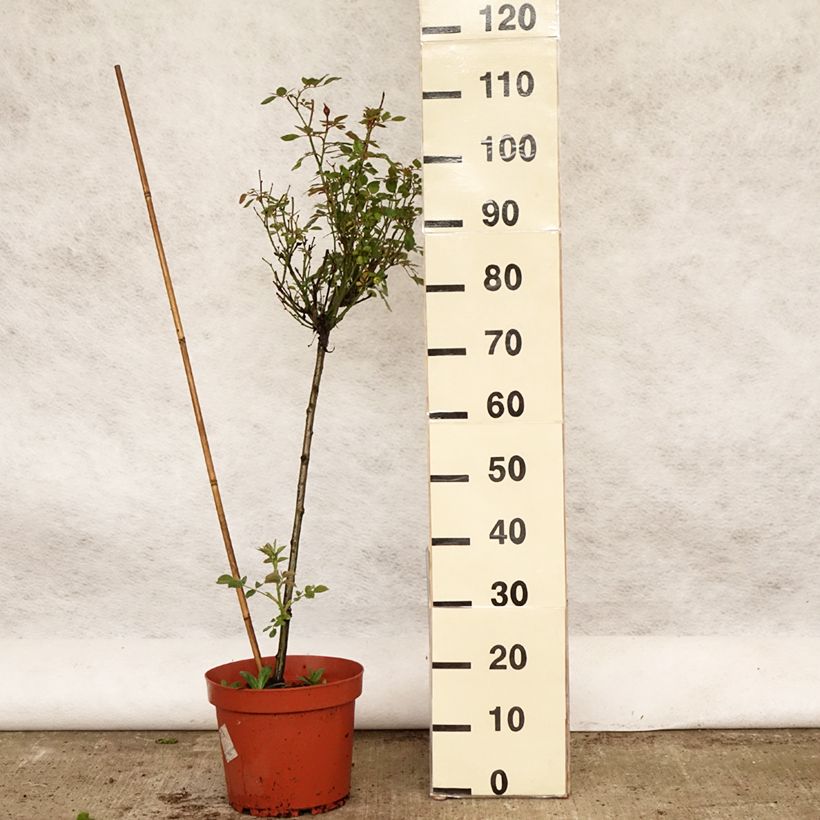 Exemplar von Stammrose polyantha Global Hit Topf mit 4L/5L, Stamm wie im Frühjahr geliefert