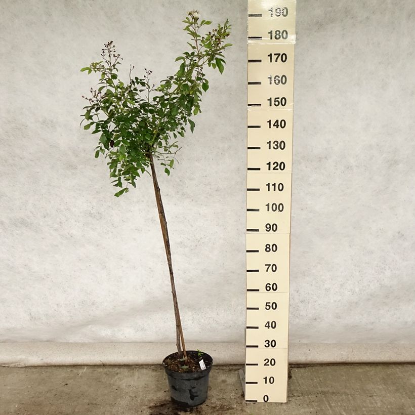 Exemplar von Stammrose Guirlande d'Amour Topf mit 7,5L/10L, Stamm wie im Sommer geliefert