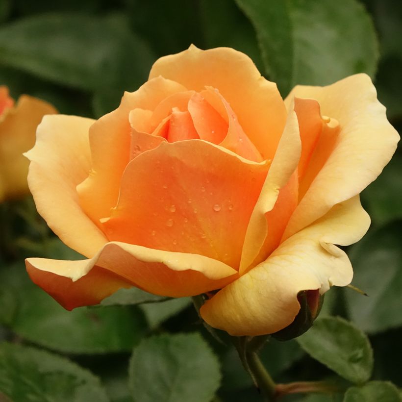 Stammrose Hansestadt Rostock (Flowering)