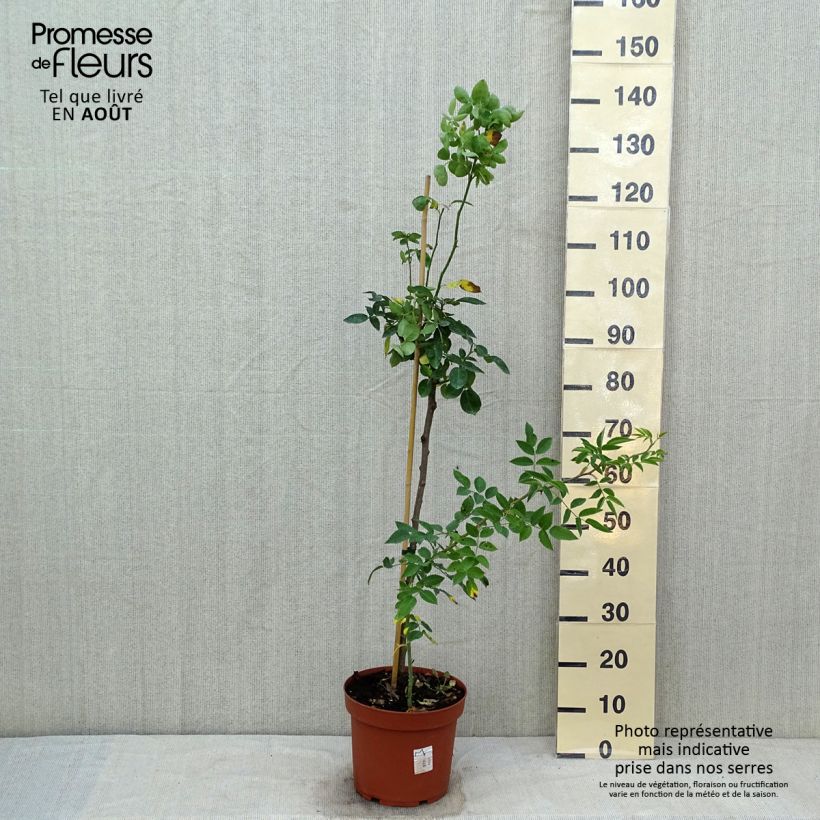 Exemplar von Stammrose polyantha Heidi Klum Topf mit 7,5L/10L, Stamm wie im Sommer geliefert