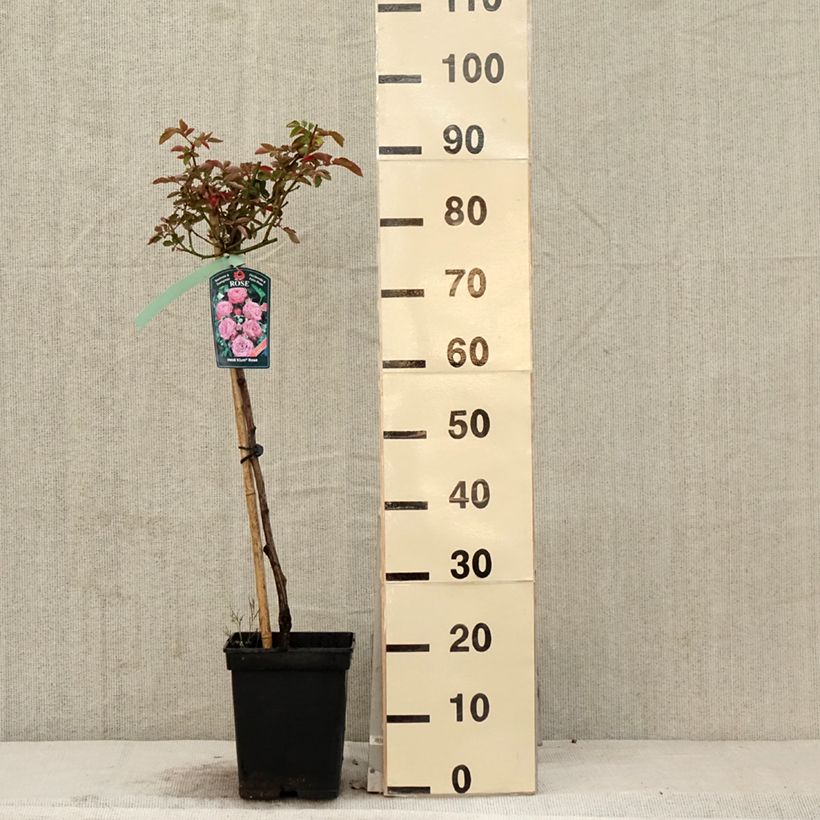 Exemplar von Stammrose polyantha Heidi Klum Topf mit 7,5L/10L, Stamm wie im Frühjahr geliefert