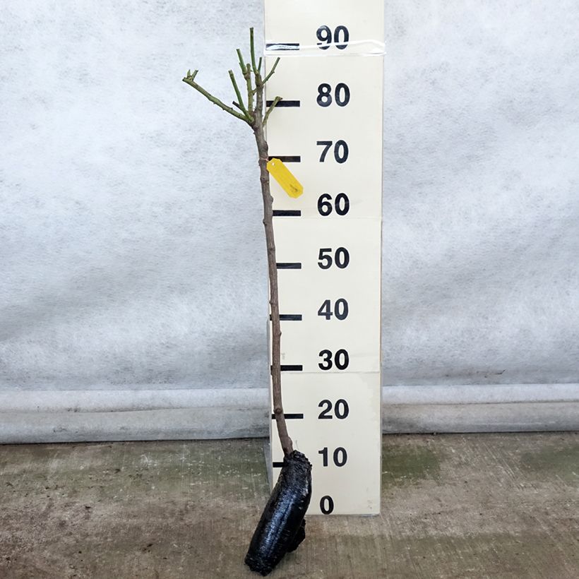 Example of Stammrose Iceberg Wurzelnackt, Stamm as you get in hiver