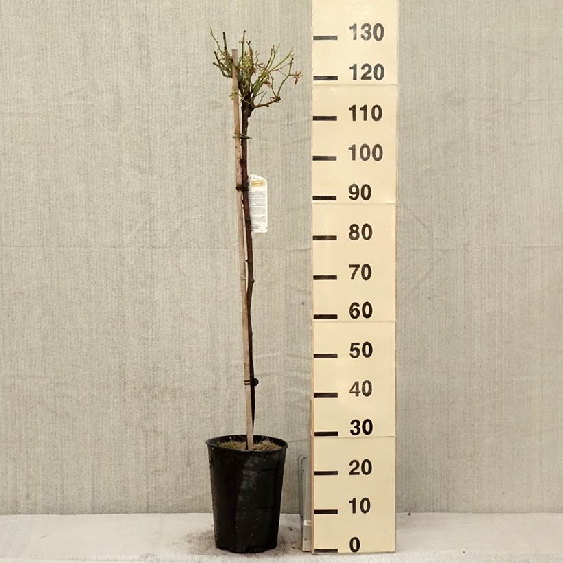 Example of Stammrose Iceberg Topf mit 7,5L/10L, Stamm as you get in printemps