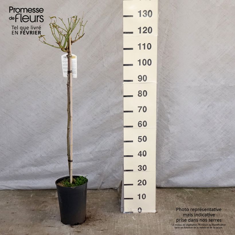 Example of Stammrose Iceberg Topf mit 7,5L/10L, Stamm as you get in hiver