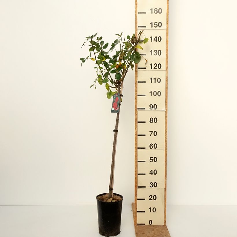 Exemplar von Stammrose Ingrid Bergman Topf mit 7,5L/10L, Stamm wie im Herbst geliefert