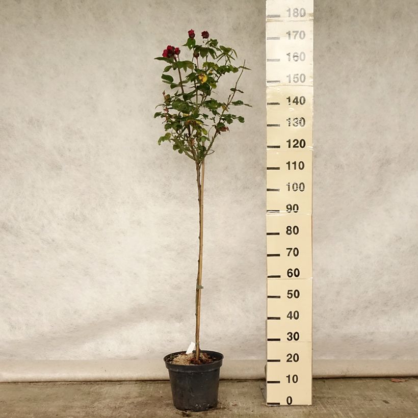 Exemplar von Stammrose Ingrid Bergman Topf mit 7,5L/10L, Stamm wie im Sommer geliefert