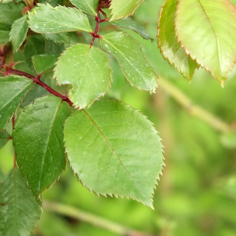 Stammrose Jubilé du Prince de Monaco (Laub)