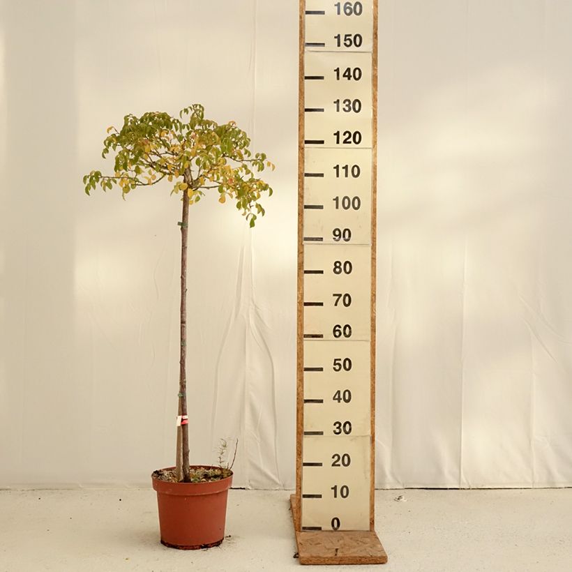 Exemplar von Stammrose Decorosier Kadora Topf mit 7,5L/10L, Stamm wie im Herbst geliefert