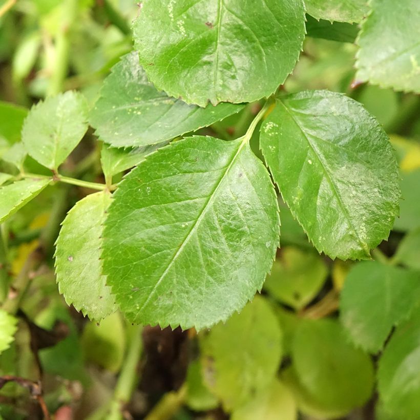 Stammrose Decorosier Kadora (Foliage)
