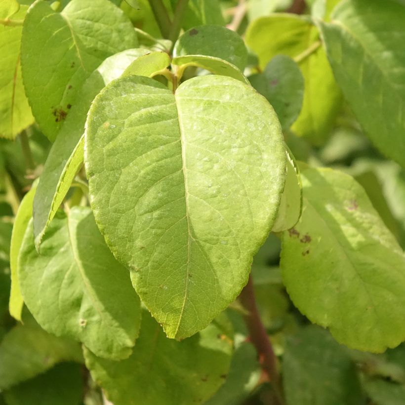 Stammrose Landora (Foliage)