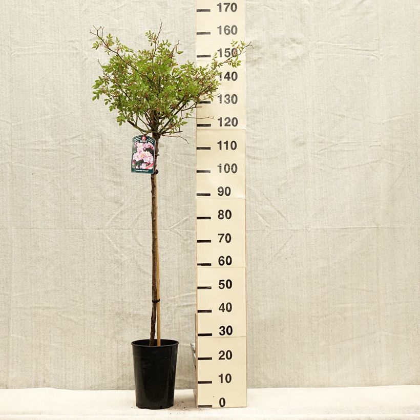 Example of Stammrose Lavender Dream Topf mit 7,5L/10L, Stamm as you get in printemps