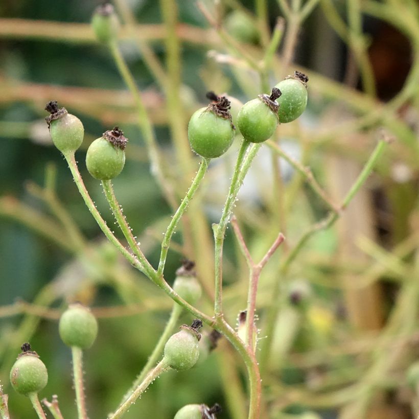 Stammrose Lavender Dream (Harvest)