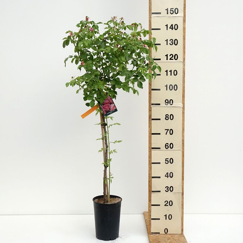 Exemplar von Stammrose Leonardo da Vinci 'Meideauri' Topf mit 7,5L/10L, Stamm wie im Sommer geliefert