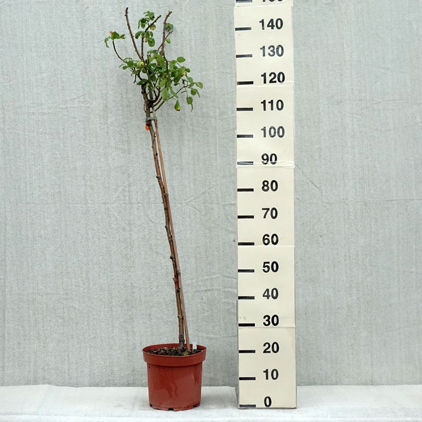 Example of Stammrose Line Renaud Topf mit 7,5L/10L, Stamm as you get in automne