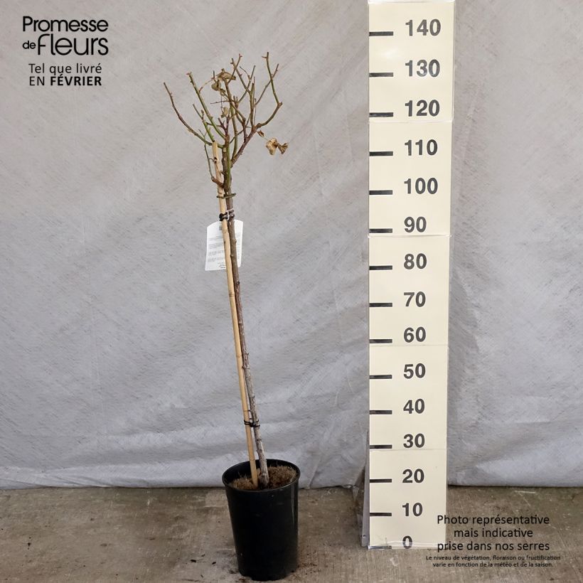 Exemplar von Stammrose Minerva Topf mit 7,5L/10L, Stamm wie im Winter geliefert