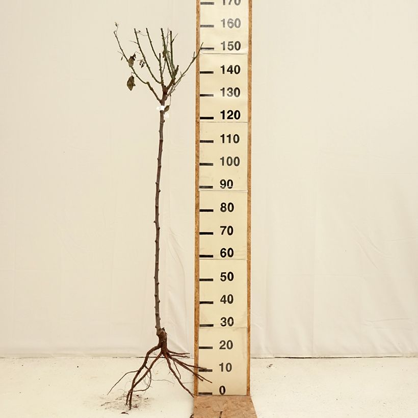 Exemplar von Stammrose Mister Lincoln Wurzelnackt, Stamm wie im Winter geliefert