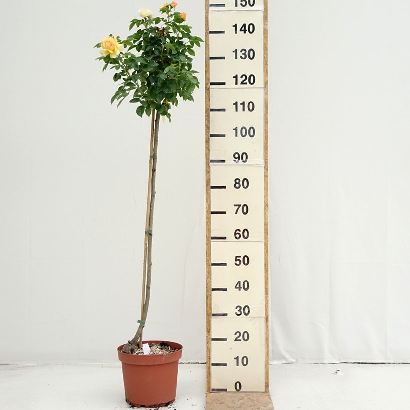 Exemplar von Stammrose Mythique Topf mit 7,5L/10L, Stamm wie im Sommer geliefert