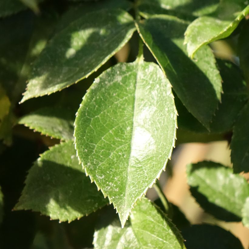 Stammrose Mythique (Laub)