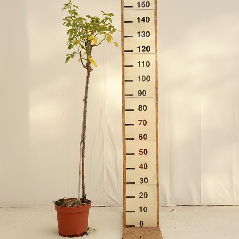 Exemplar von Stammrose Mythique Topf mit 7,5L/10L, Stamm wie im Herbst geliefert