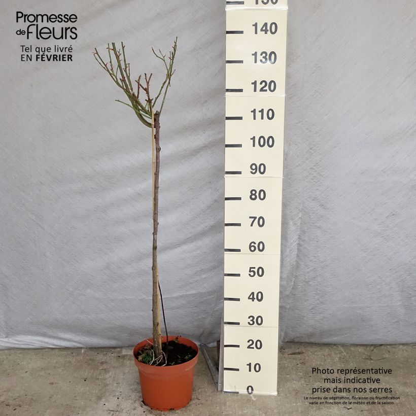 Example of Stammrose Nostalgie Topf mit 6L/7L, Stamm as you get in hiver