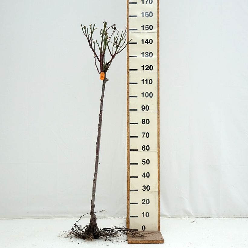 Example of Stammrose Oriental Peace Wurzelnackt, Stamm as you get in hiver