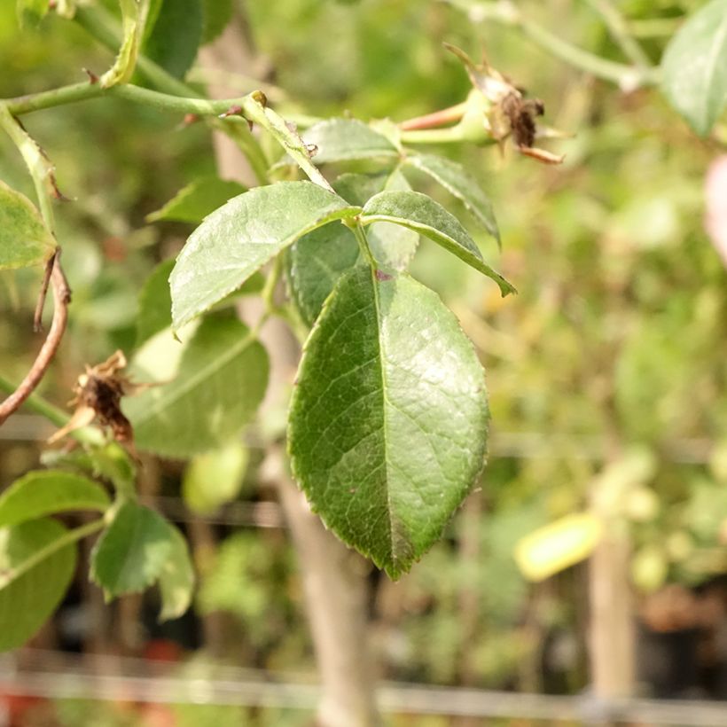 Stammrose Magic Meidiland (Magic Meillandecor) (Foliage)